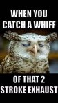 2strokeowl.jpg