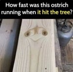 ostrich.jpg