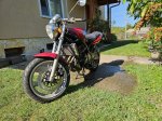 bandit_20250907_2.jpg